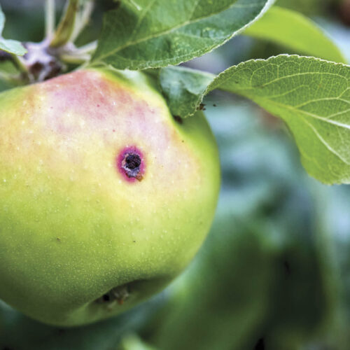 Exit hole in an apple after a codling moth caterpillar has finished feeding.