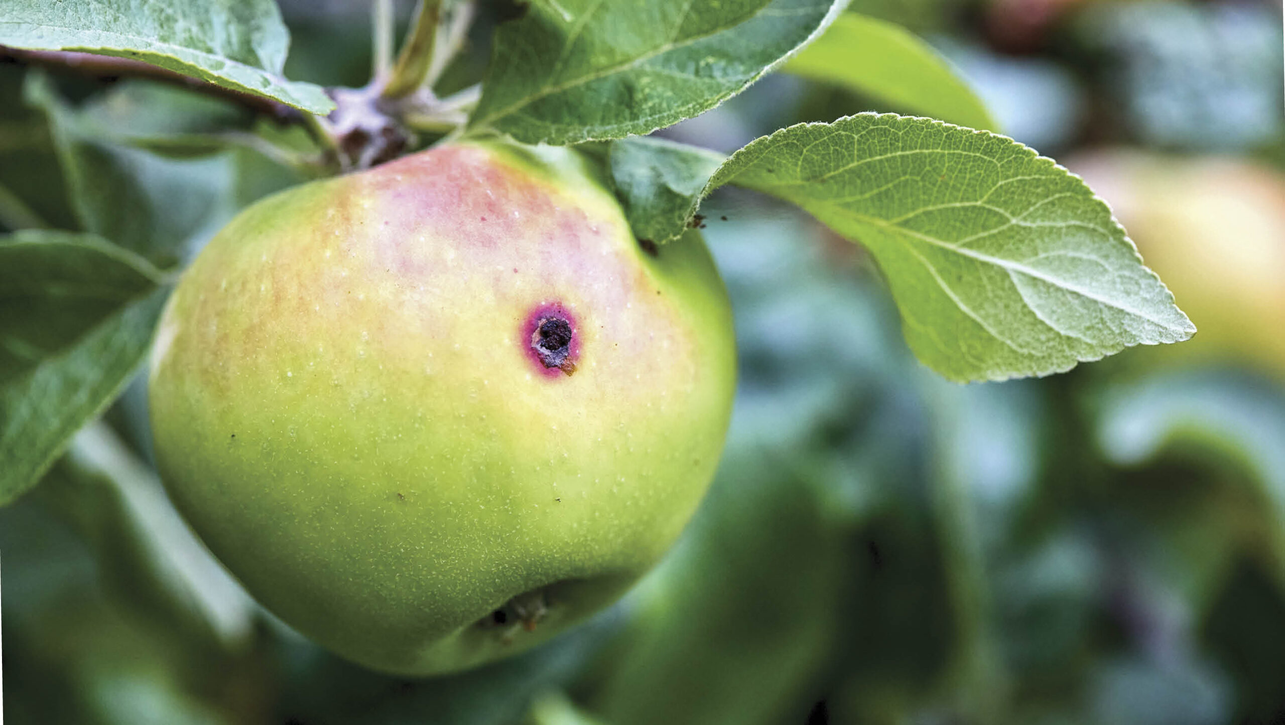 Exit hole in an apple after a codling moth caterpillar has finished feeding.