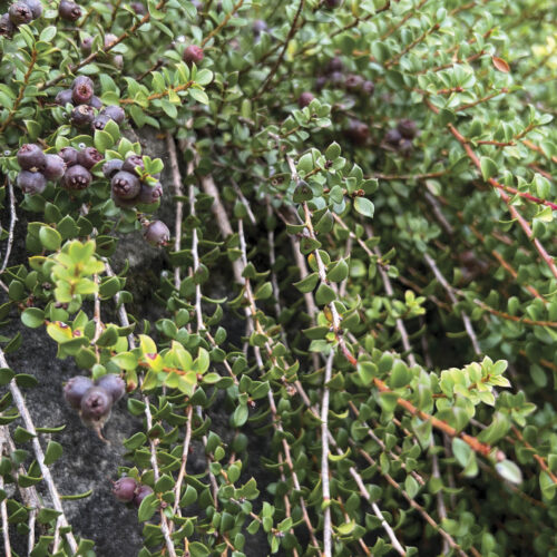 Purple fruit on a muntrie plant.