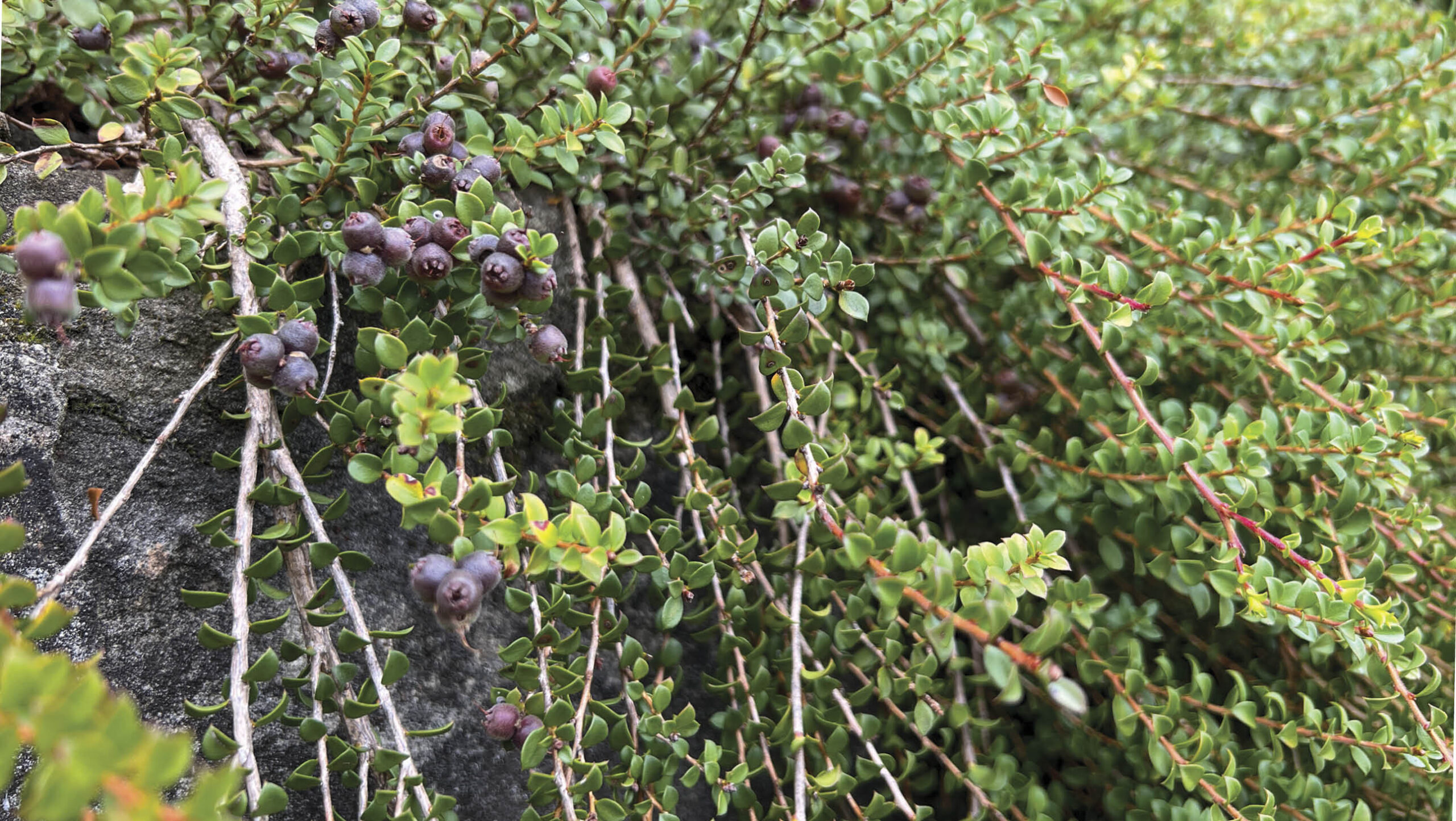 Purple fruit on a muntrie plant.