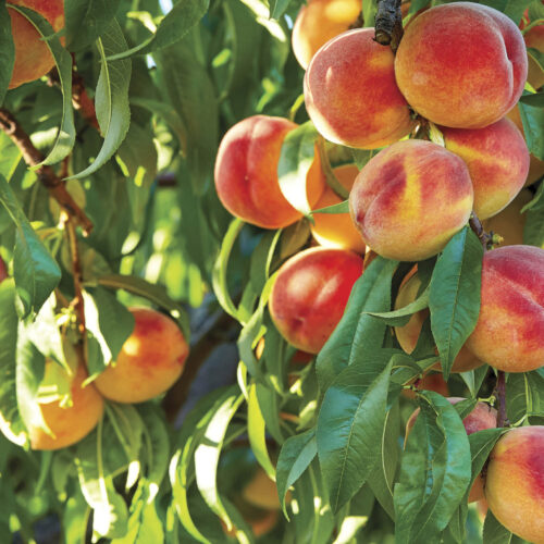 Elberta peaches growing on leafy branches.