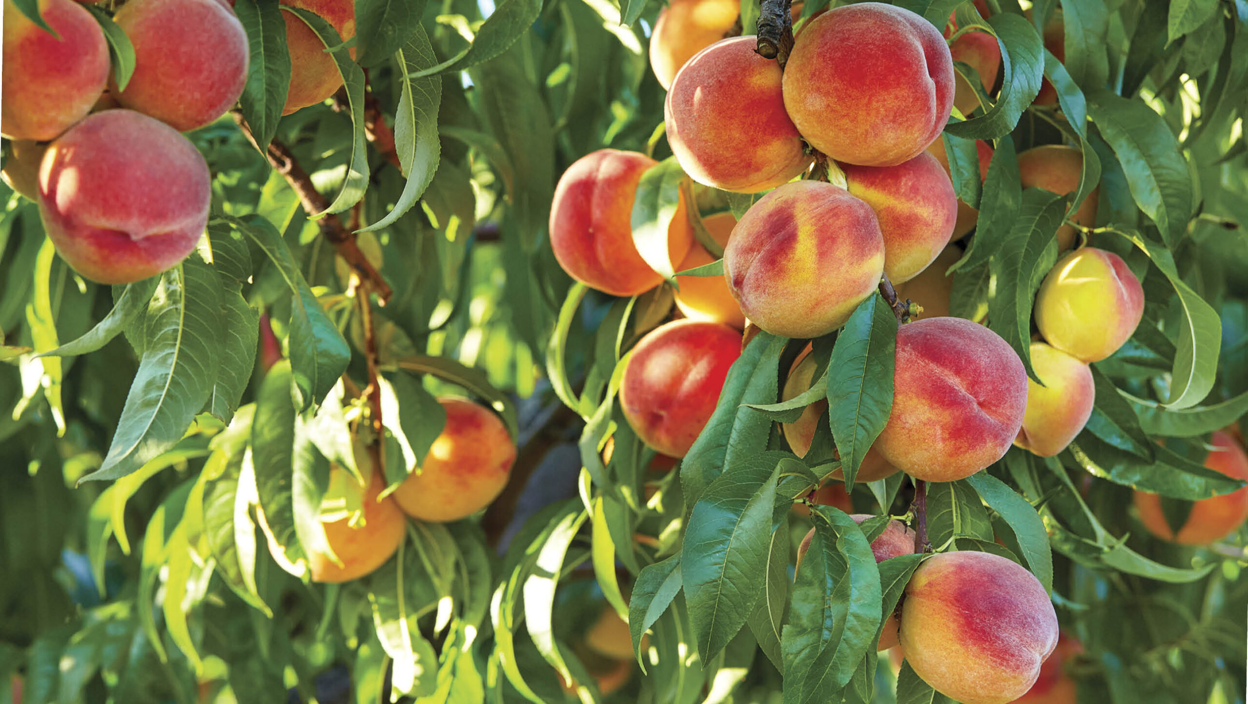 Elberta peaches growing on leafy branches.