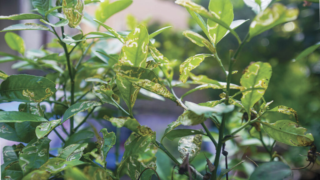 Leaves that have been effected by citrus leafminer.