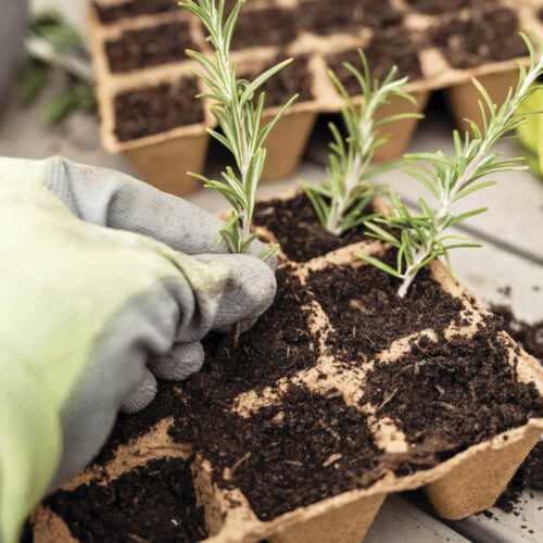 Planting rosemary cuttings in biodegradable pots.