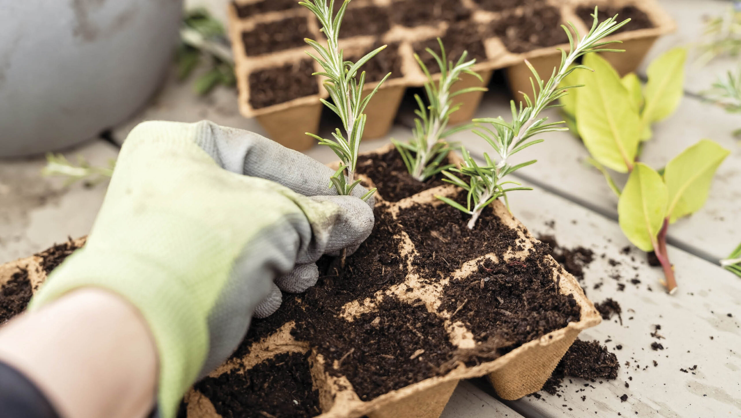 Planting rosemary cuttings in biodegradable pots.