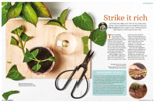 Learn how to propagate plants from cuttings