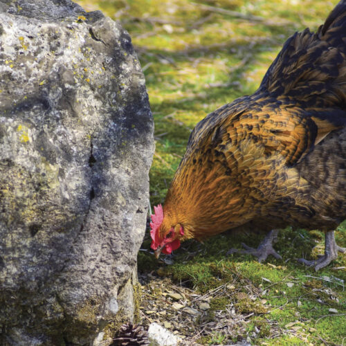 Hen pecking at stones and pebbles on the ground near a rock..