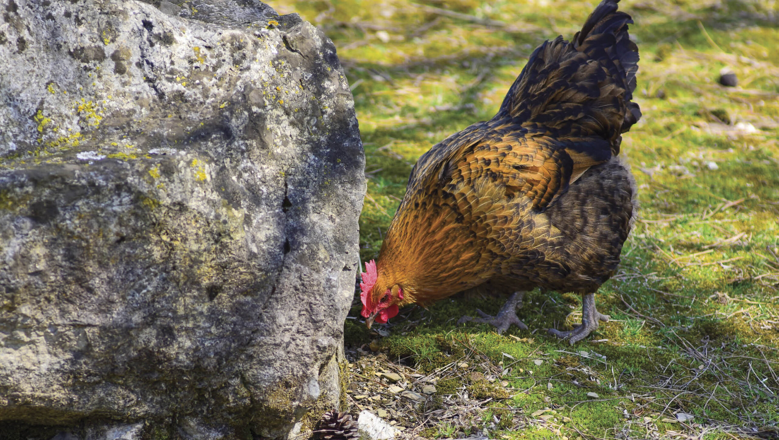 Hen pecking at stones and pebbles on the ground near a rock..