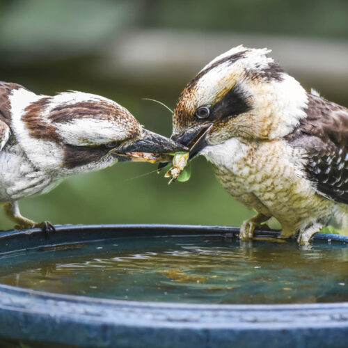 Two kookaburras fighting over a beetle while sitting on a birdbath.