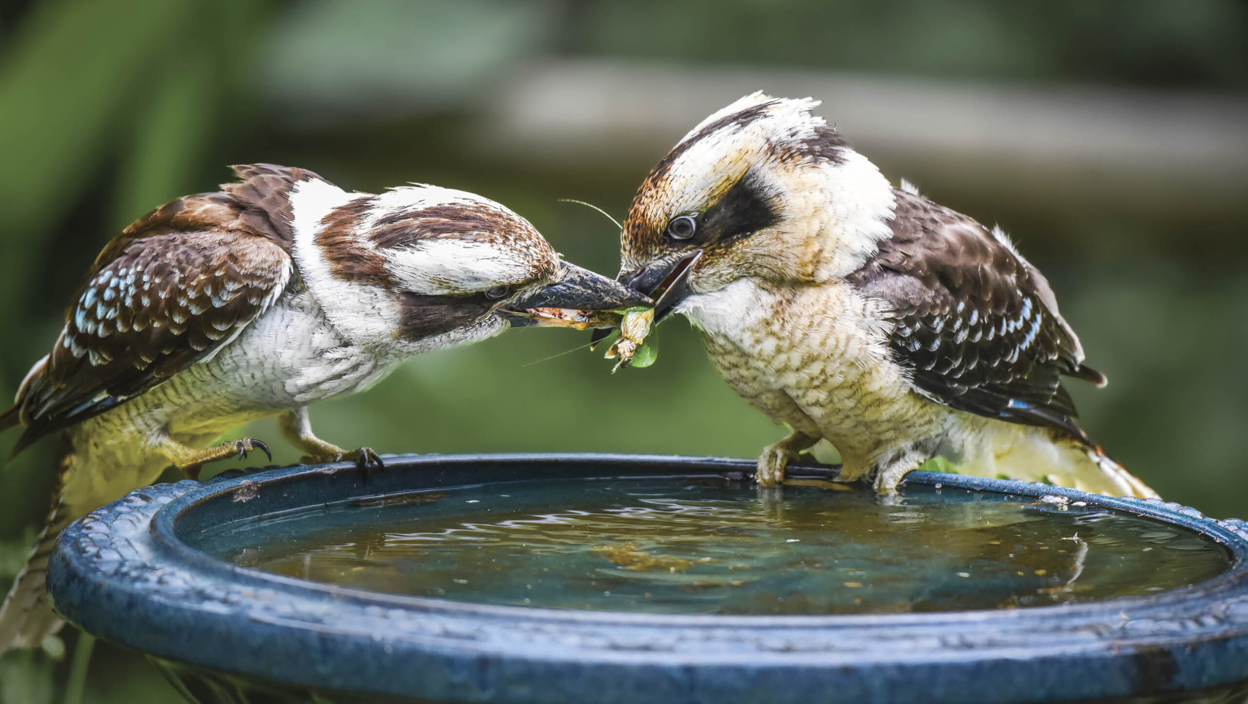 Two kookaburras fighting over a beetle while sitting on a birdbath.