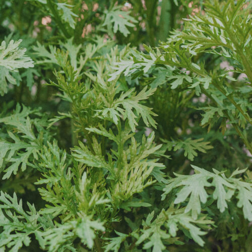 Chrysanthemum greens