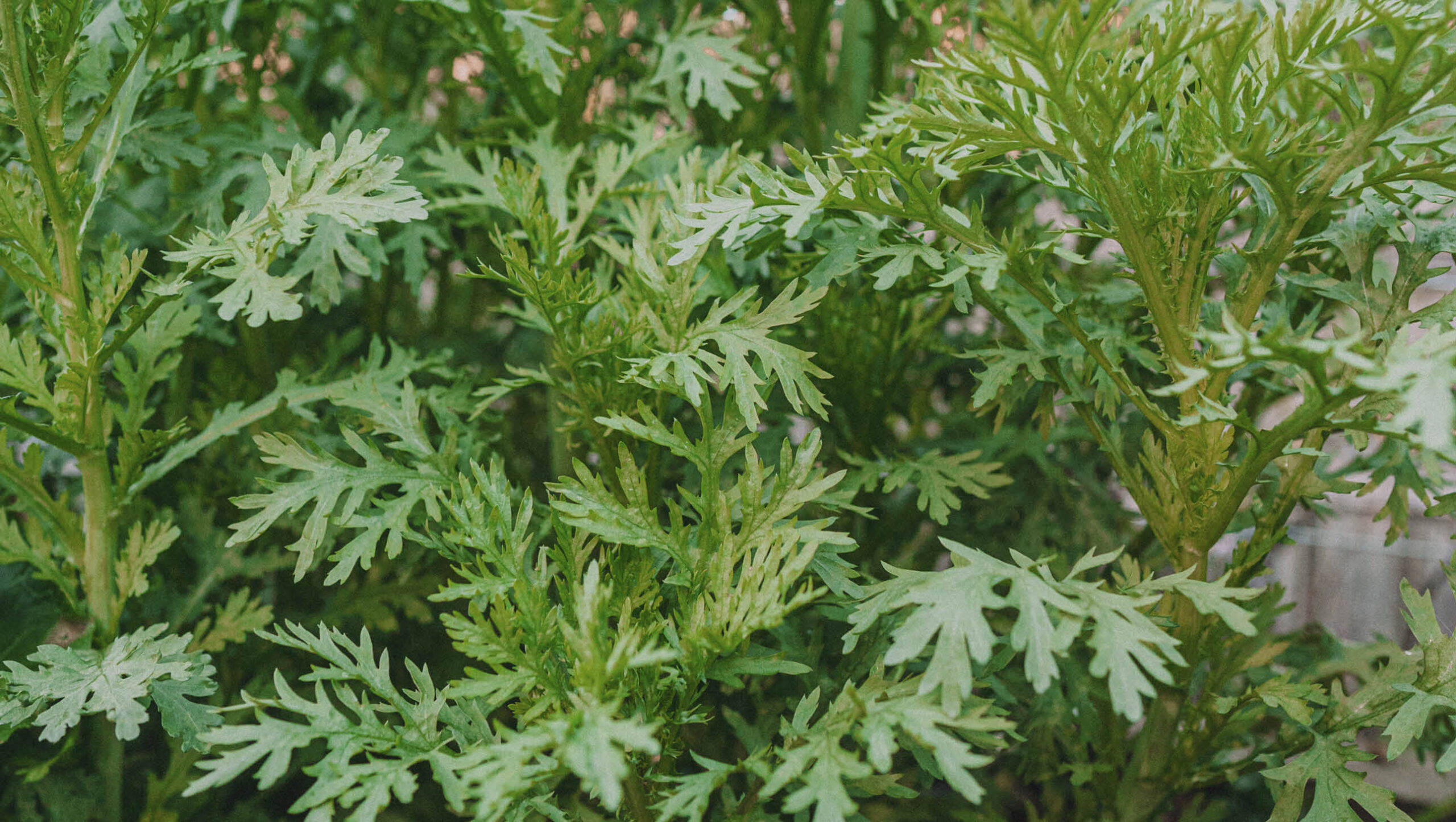 Chrysanthemum greens