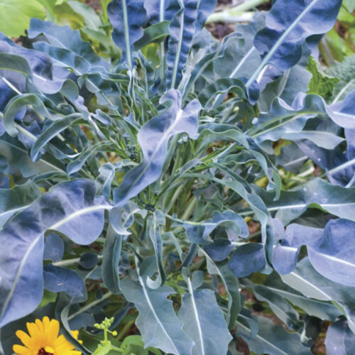 Spigariello plant.