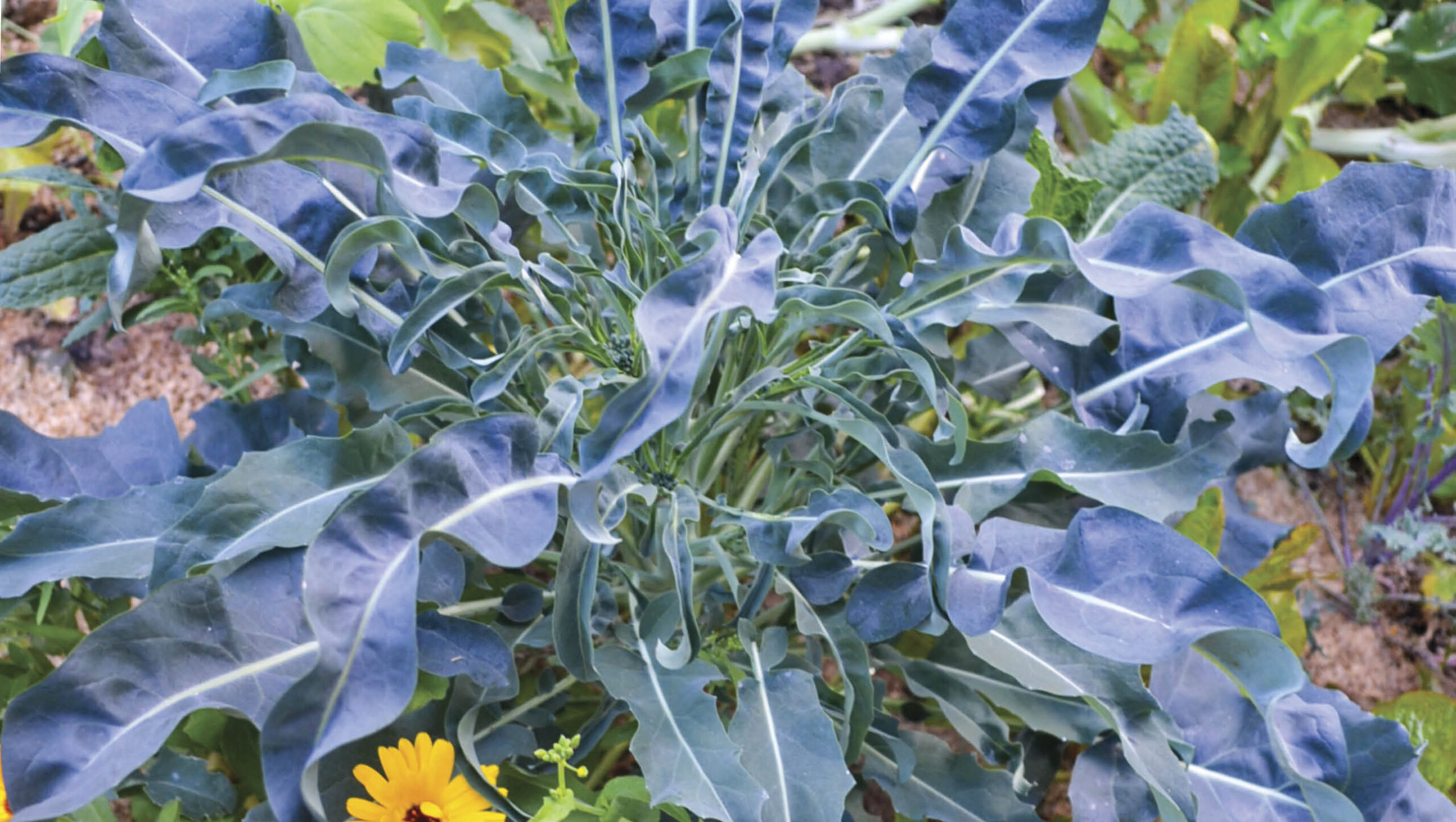 Spigariello plant.