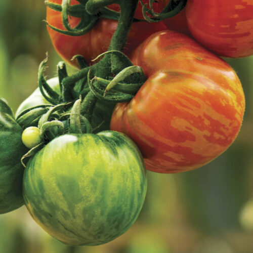 Tigerella tomatoes on the vine.