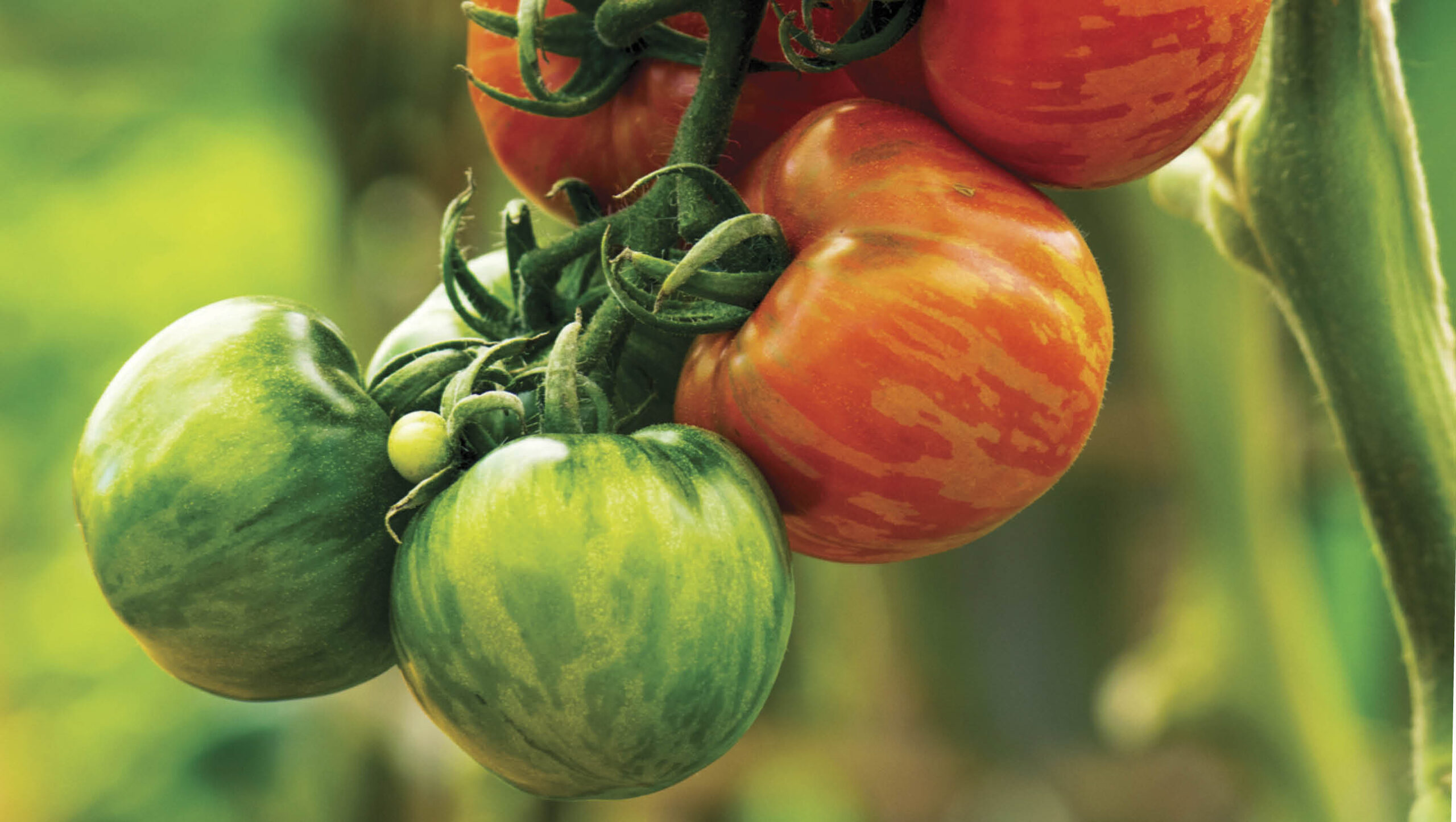 Tigerella tomatoes on the vine.