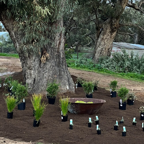 Plants set out ready for planting beneath a eucalypt tree.