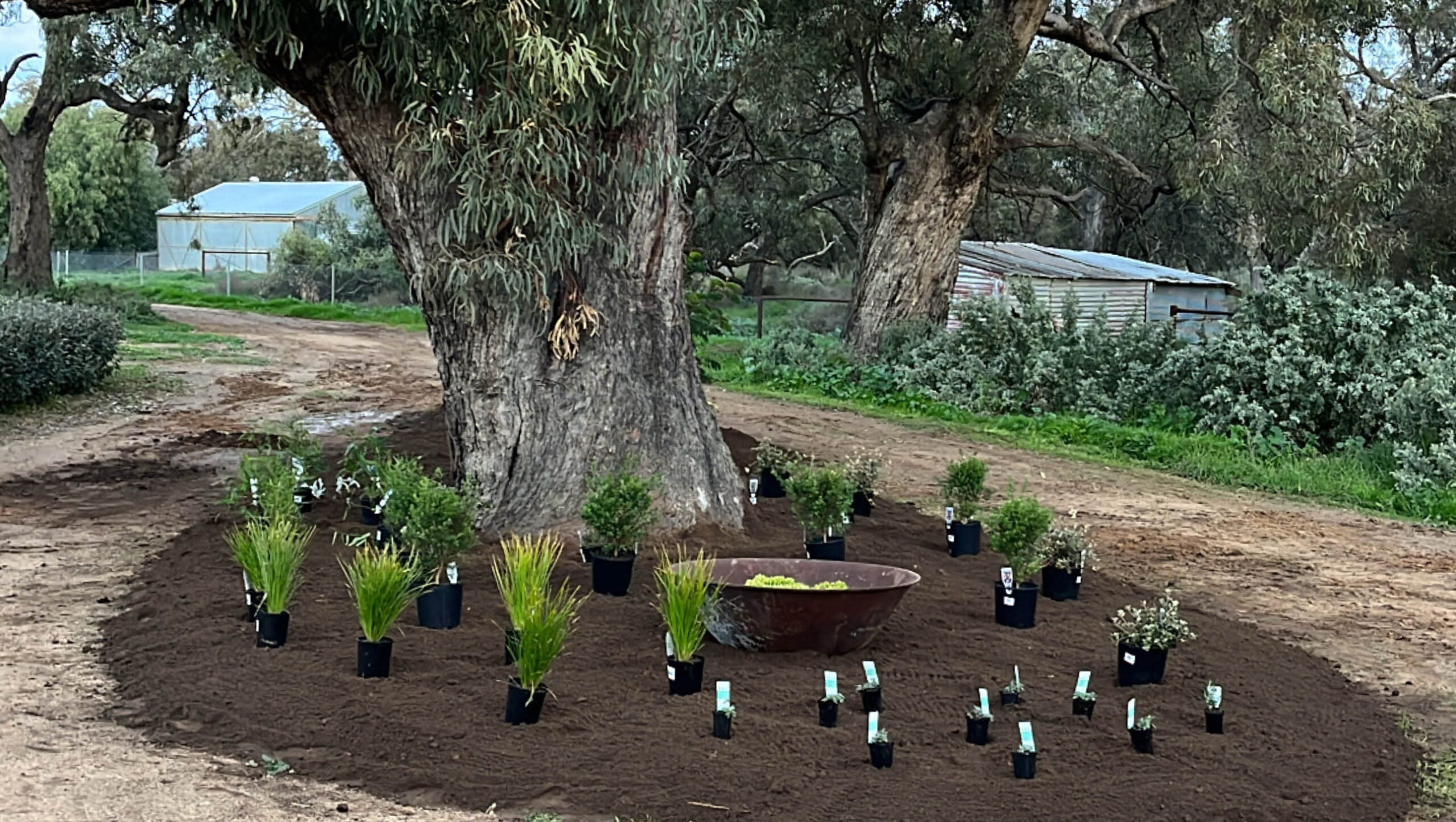 Plants set out ready for planting beneath a eucalypt tree.