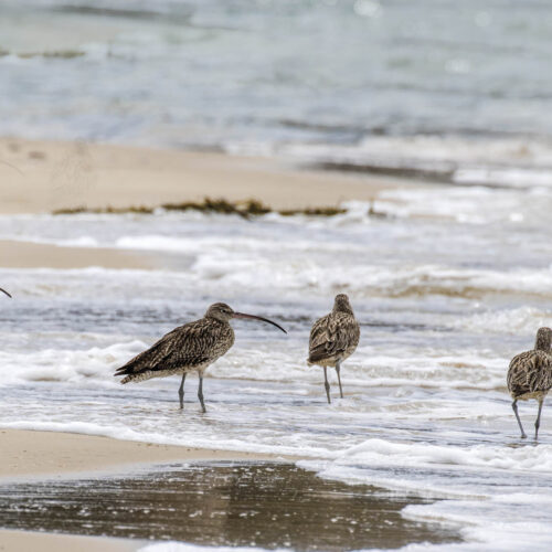 Far-eastern curlews search for food along the shoreline of a beach.