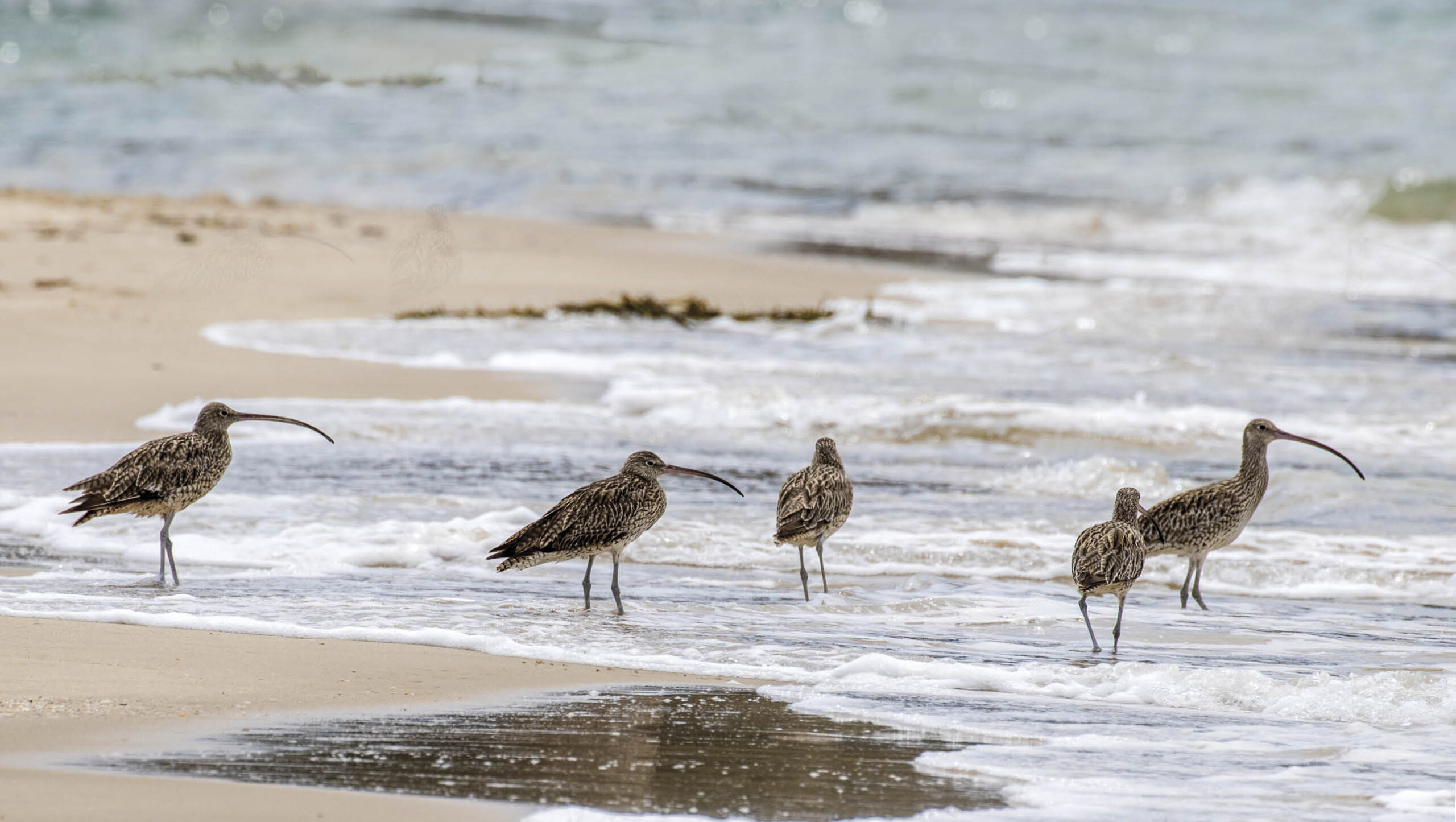Far-eastern curlews search for food along the shoreline of a beach.
