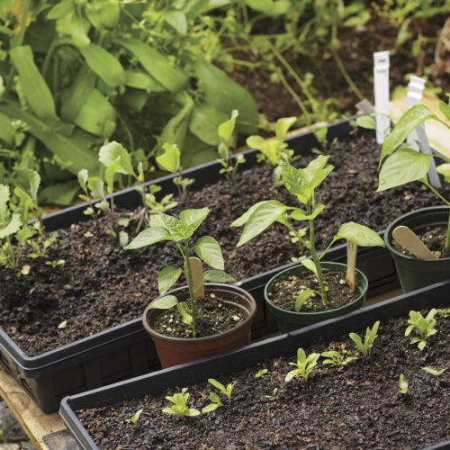 Seedlings in pots