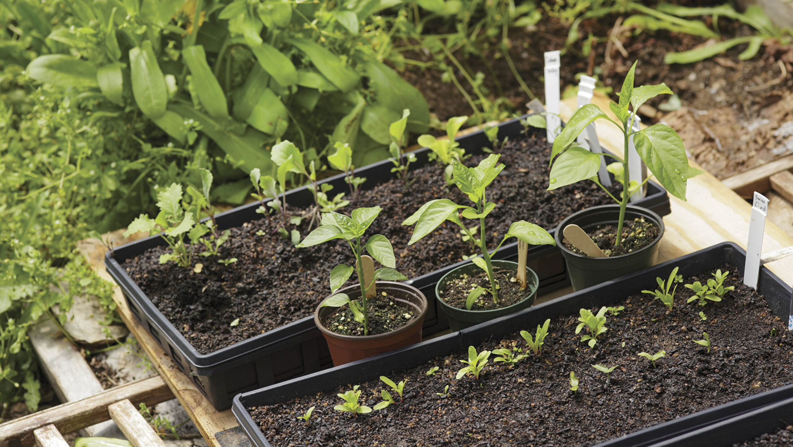 Seedlings in pots