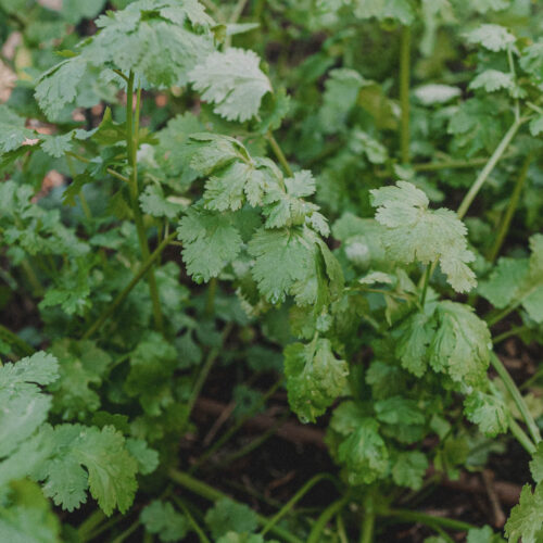 Coriander leaves