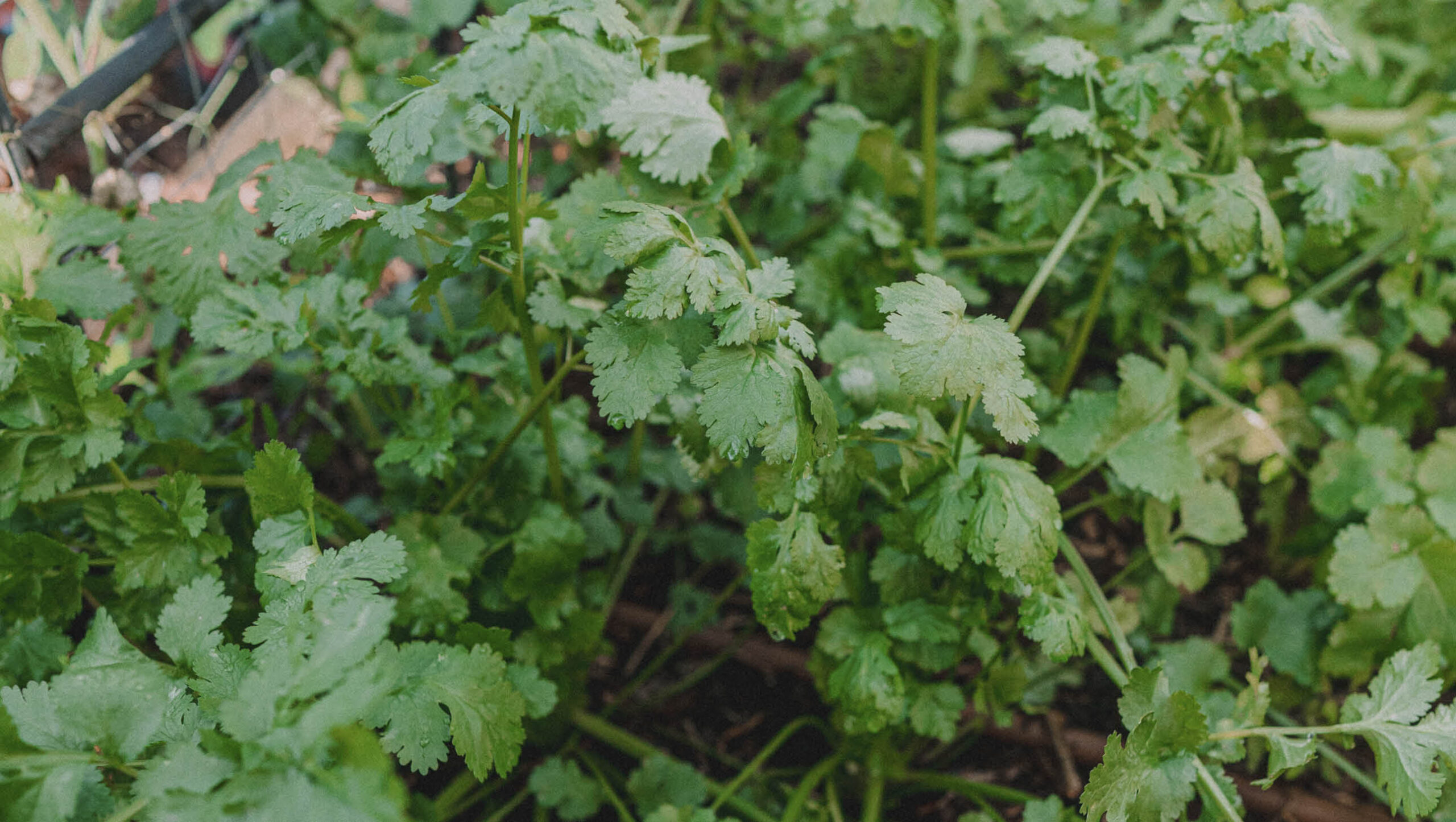 Coriander leaves