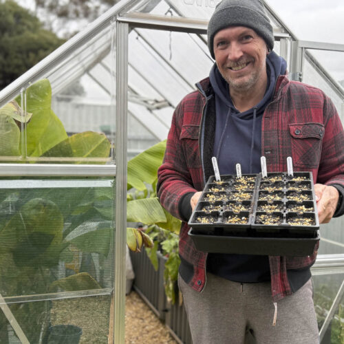 Michael in front of his glasshouse with a tray of seed punnets.