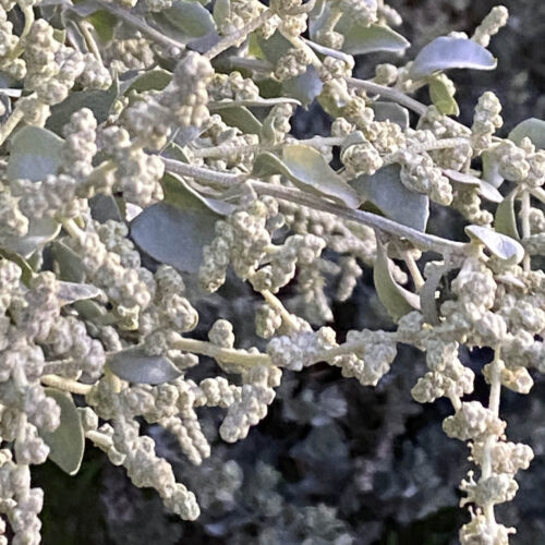 The seed heads of old man saltbush.