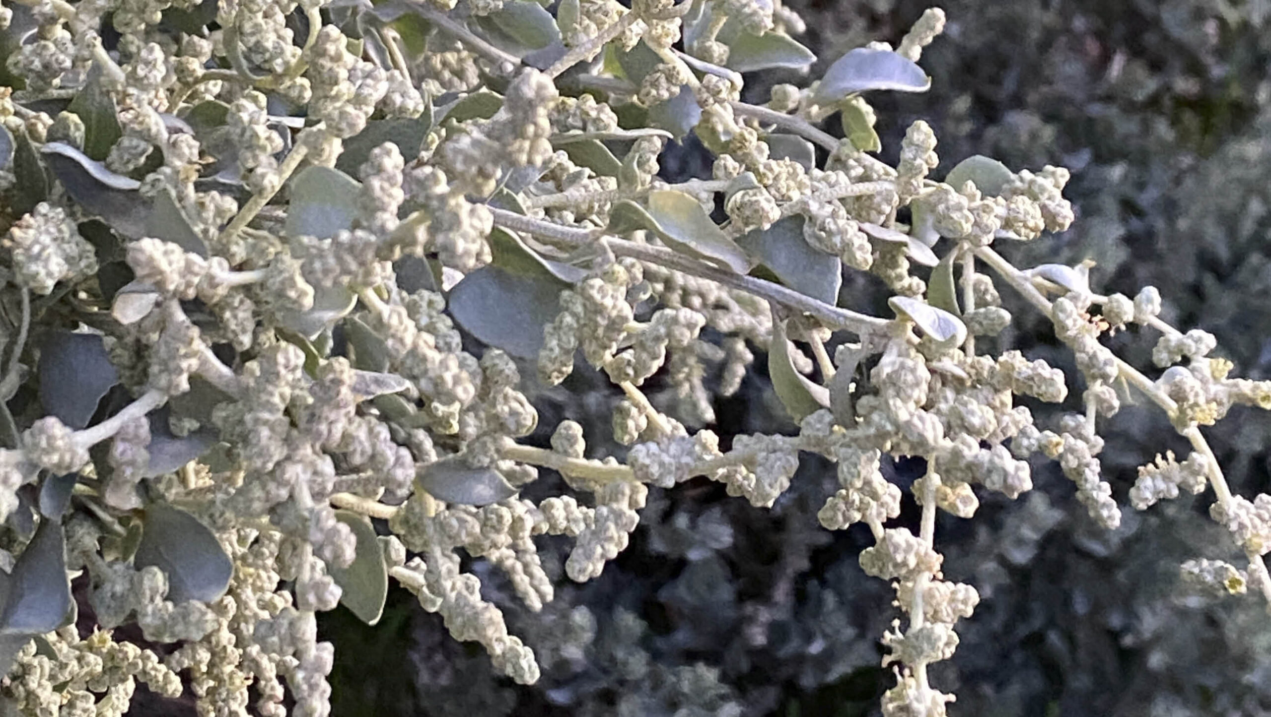 The seed heads of old man saltbush.