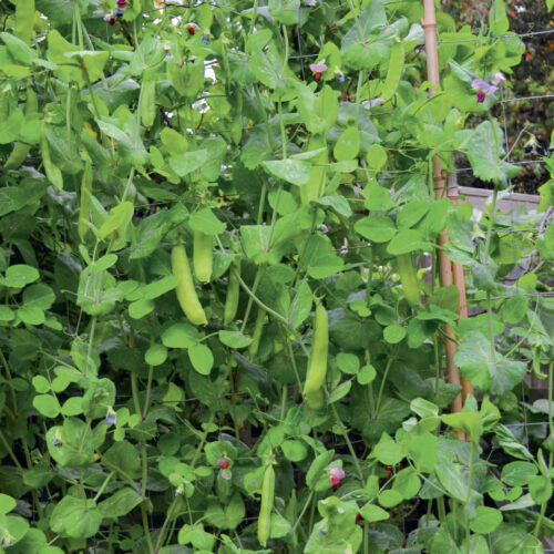 Peas growing on a trellis.