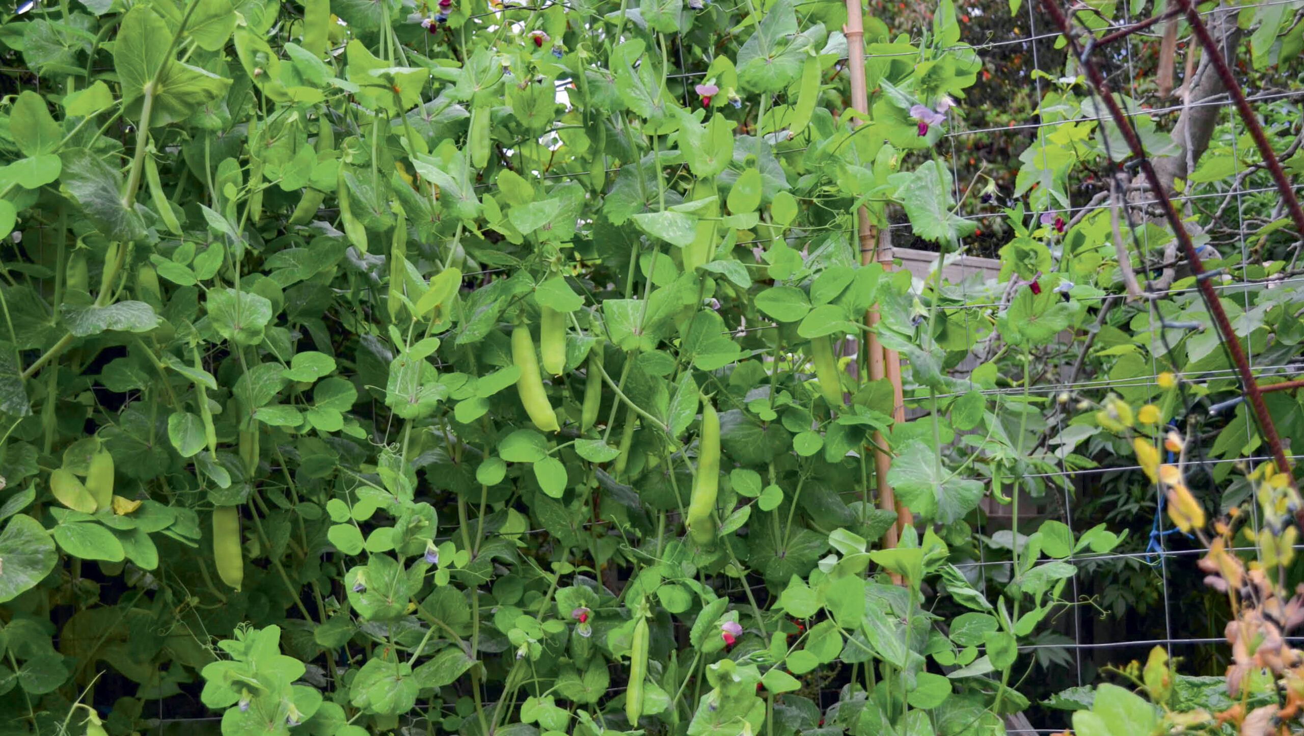 Peas growing on a trellis.