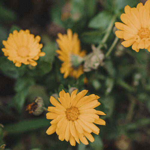 Calendual flowers