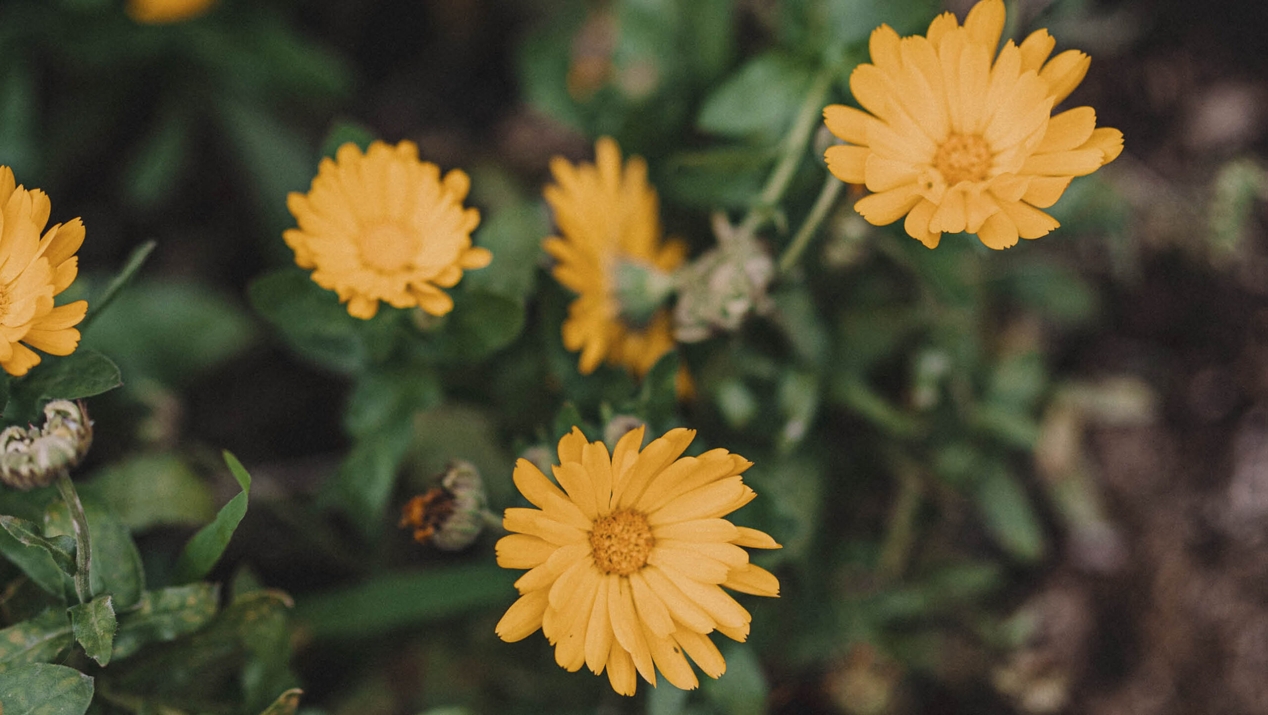 Calendual flowers