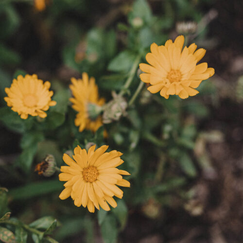 Calendula flowers