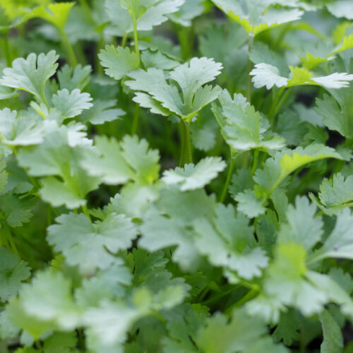 Fresh coriander with green leaves