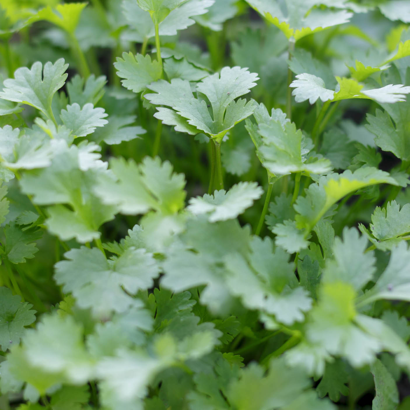 Coriander