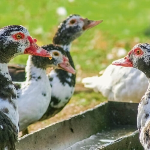 Ducks at a water trough.