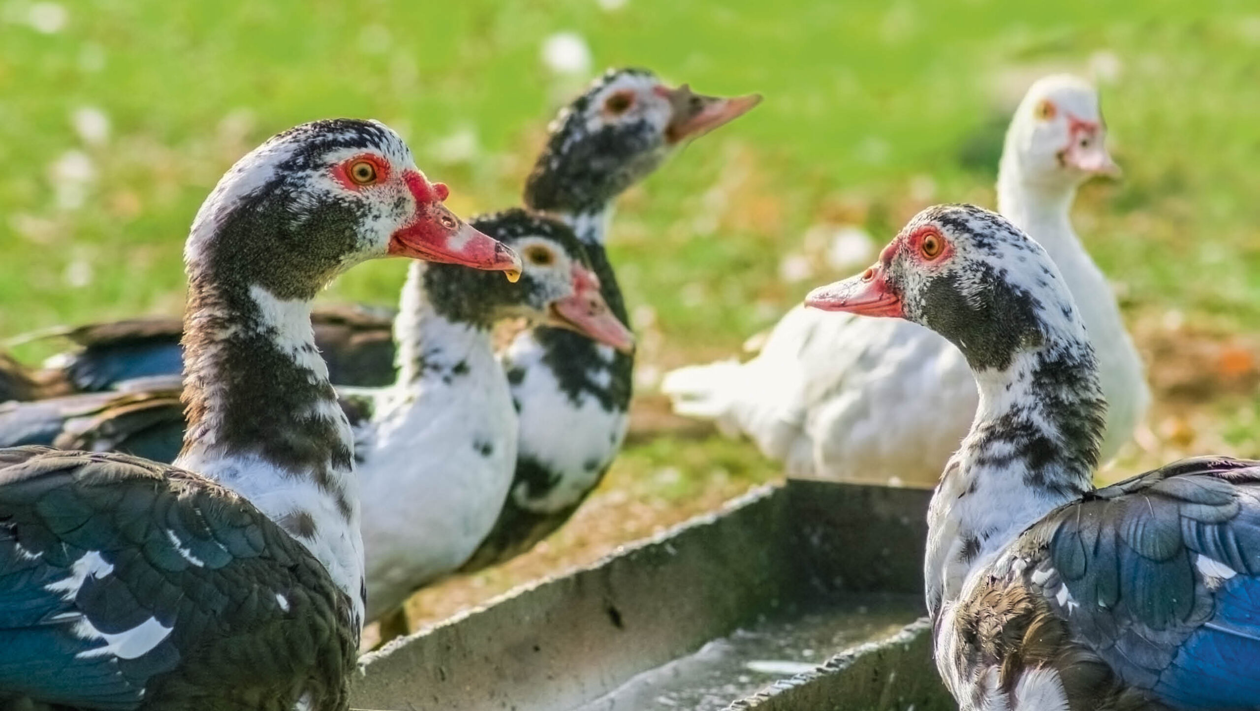 Ducks at a water trough.