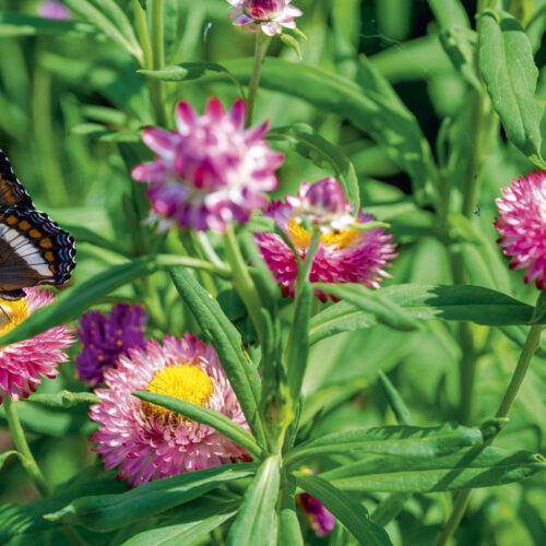 Paper daisies in full bloom with a butterfly settled on one.