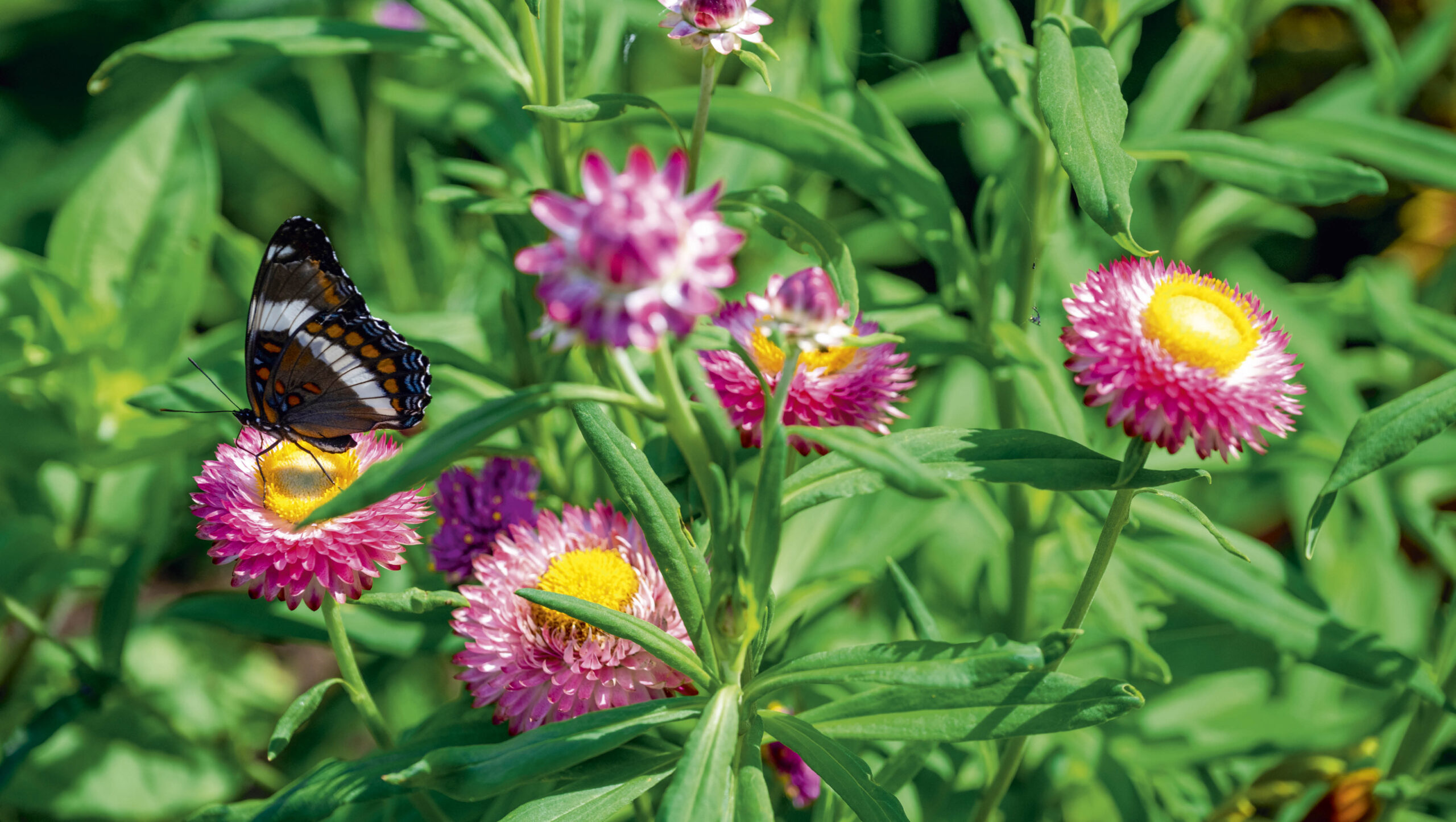 Paper daisies in full bloom with a butterfly settled on one.