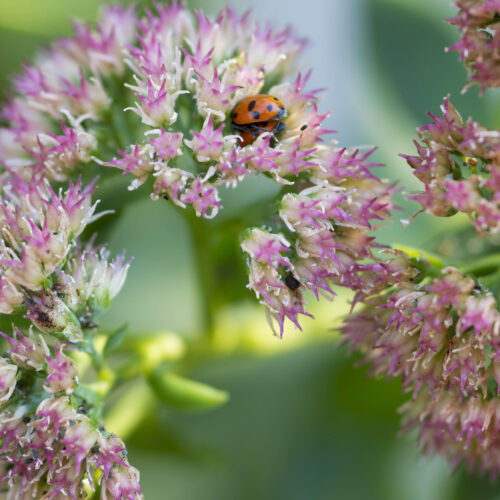 Spotted amber ladybirds among aphid infested sedum flowers.