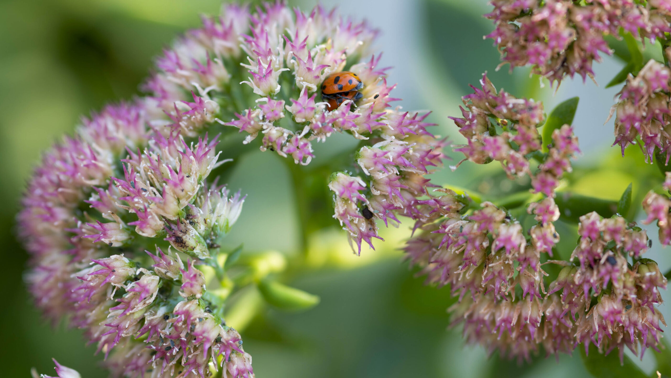 Spotted amber ladybirds among aphid infested sedum flowers.
