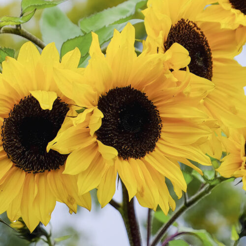 Sunflowers with yellow blooms.
