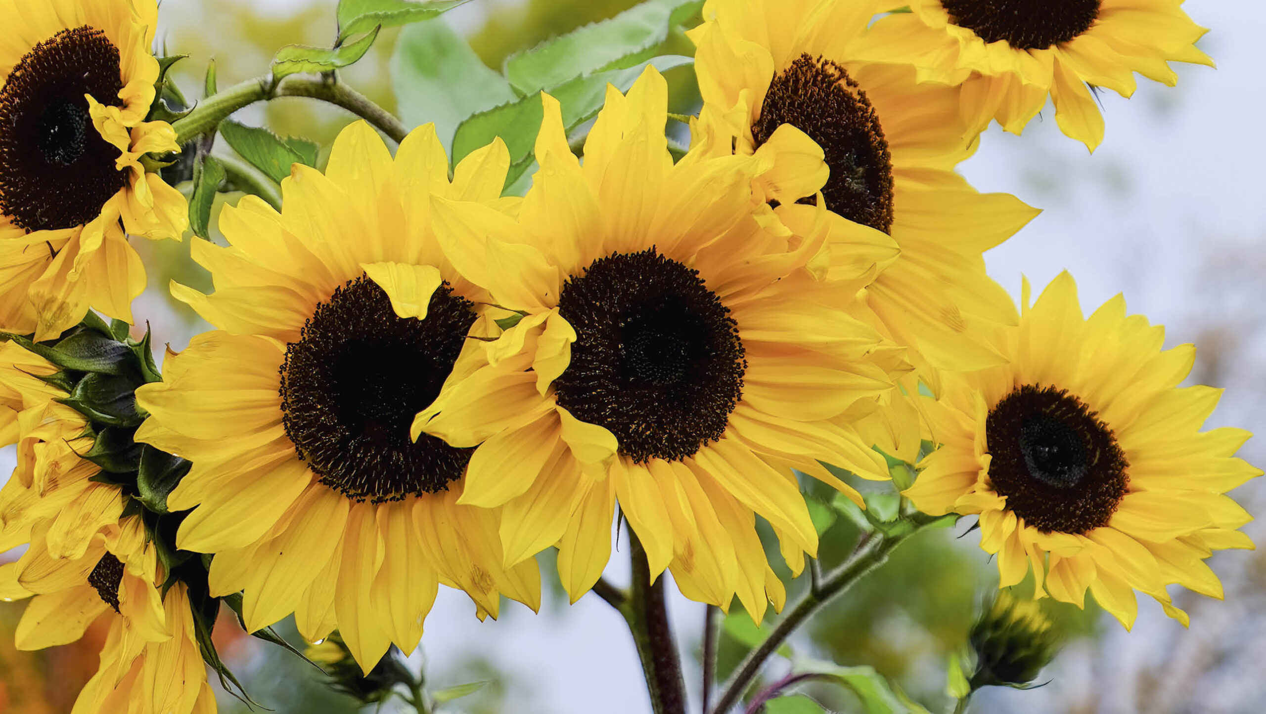 Sunflowers with yellow blooms.