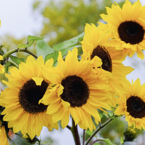 Sunflowers growing on a stalk