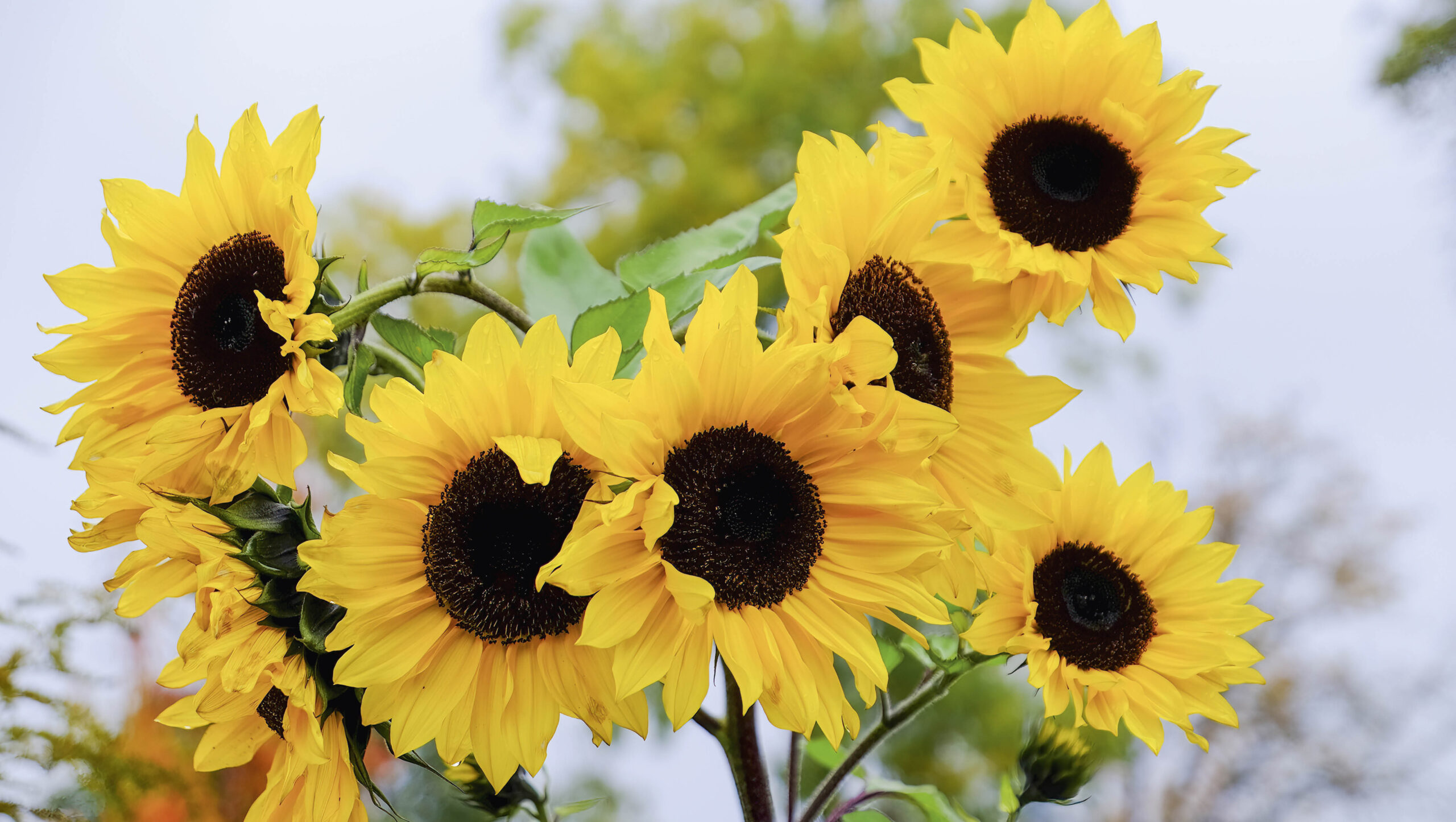 Winter Planting of Sunflowers for Spring Pollinator Blooms