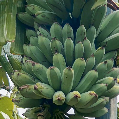 A bunch of blue java bananas still on the tree.