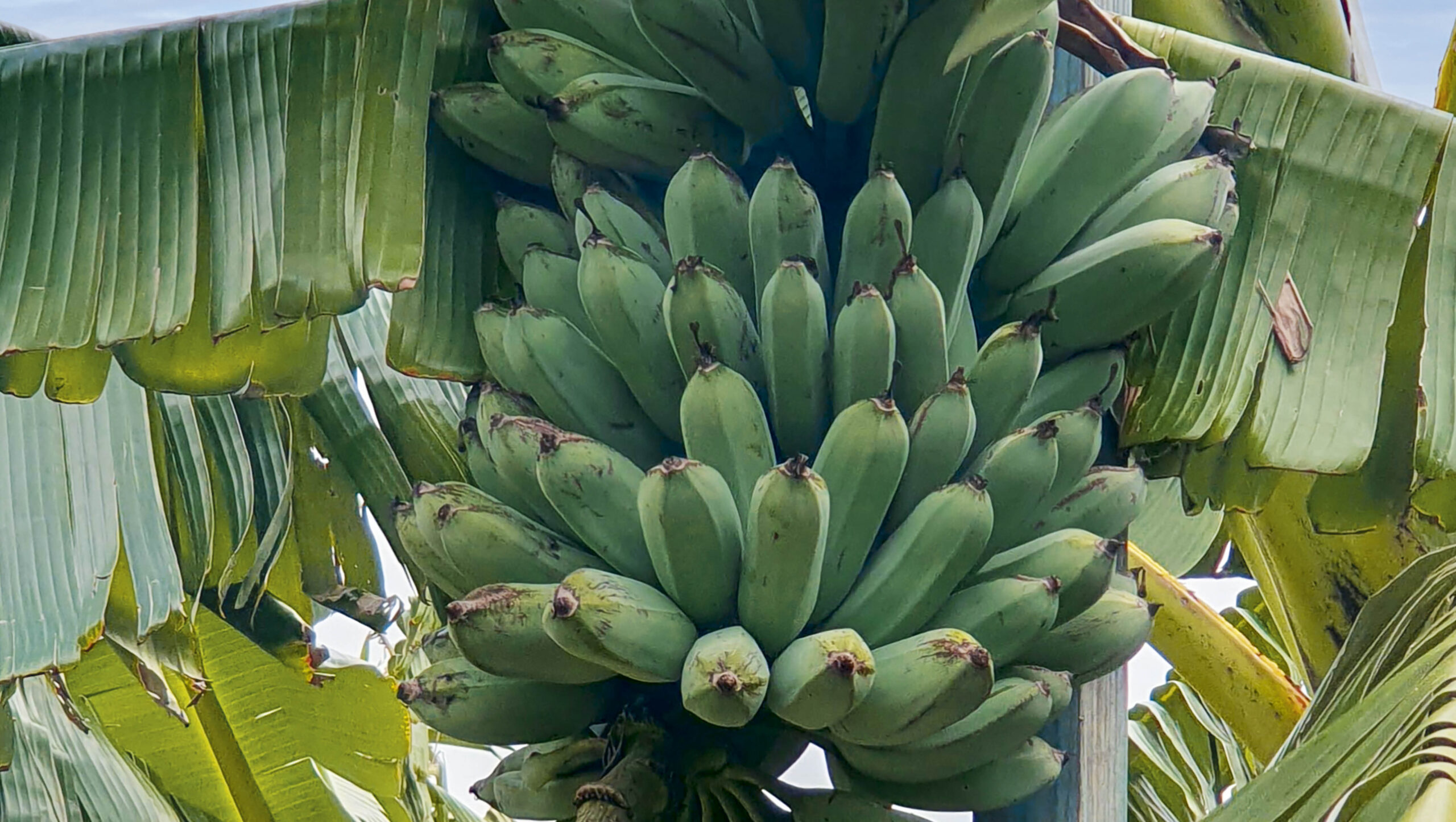 A bunch of blue java bananas still on the tree.